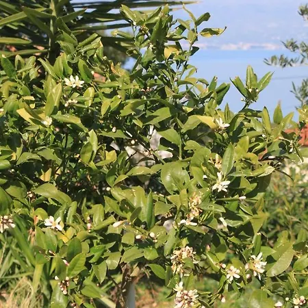 Family Friendly Seaside Slatine, Ciovo - 7584 *