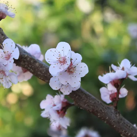 Family Friendly Seaside Slatine, Ciovo - 7584