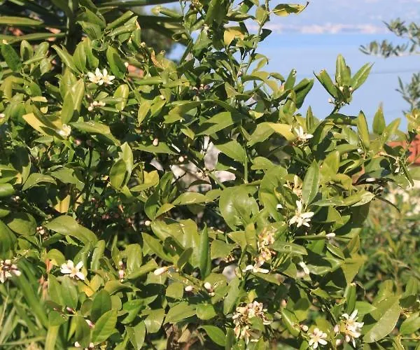 Family Friendly Seaside Slatine, Ciovo - 7584 *